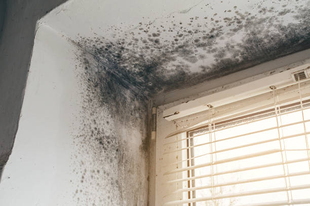 Affordable Attic Mold Remediation solutions in College Park, GA